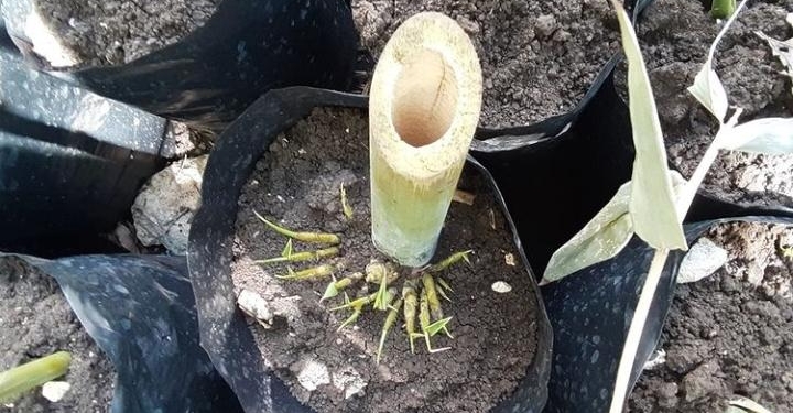 Bambu, Penggerak Sosial Ekonomi dan Peningkatan Kualitas Lingkungan Hidup