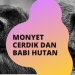 Monyet Cerdik dan Babi Hutan | Dongeng dari Jepang