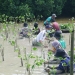 Sepuluh Ribu Mangrove dari Somethinc untuk Desa Bedono, Demak, Jawa Tengah