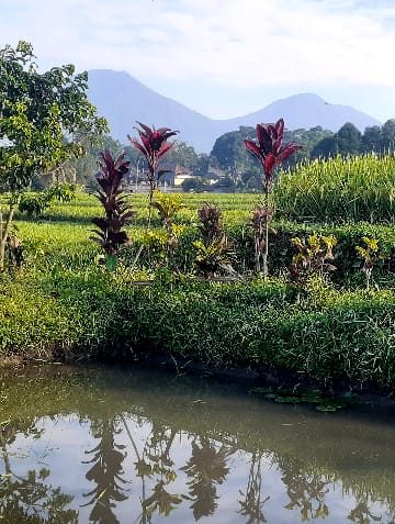 Nyepi Subak | Petani Jeda, Padi Tak Jeda-Jeda