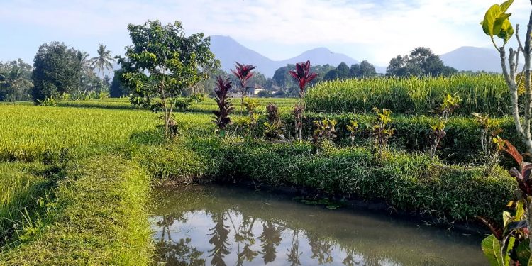 Nyepi Subak | Petani Jeda, Padi Tak Jeda-Jeda
