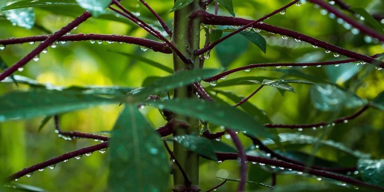 Puisi-puisi I Made Kridalaksana | Air Mata Borneo Tepi Selatan
