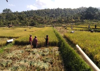 Masih Ada Tradisi “Mederep” Padi di Pedawa | Pemilik Dapat 8, Yang “Mederep” Dapat 1