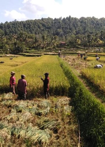 Masih Ada Tradisi “Mederep” Padi di Pedawa | Pemilik Dapat 8, Yang “Mederep” Dapat 1