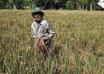 Tak Lagi Jadi Buruh, Terpaksa “Munuh” | Hidup dari Sisa Padi di Masa Pandemi