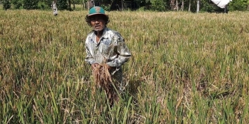 Tak Lagi Jadi Buruh, Terpaksa “Munuh” | Hidup dari Sisa Padi di Masa Pandemi