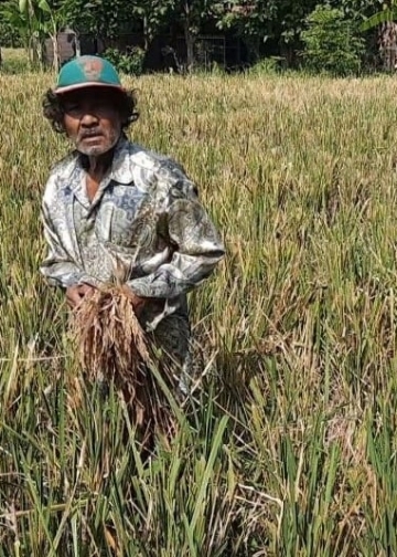 Tak Lagi Jadi Buruh, Terpaksa “Munuh” | Hidup dari Sisa Padi di Masa Pandemi