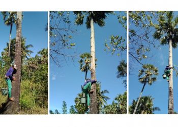 Nyoman Suardika, Pengolah Arak dari Kubu, Memanjat 50 Pohon Lontar Saban Hari