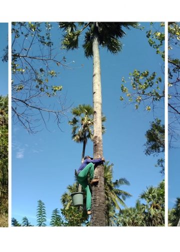 Nyoman Suardika, Pengolah Arak dari Kubu, Memanjat 50 Pohon Lontar Saban Hari