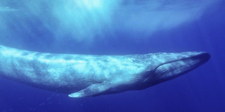 Kontribusi Paus Besar yang Terabaikan