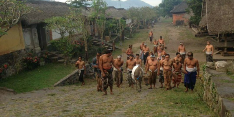 Mati Ombo Sanghyang | Persembahan Kerbau Hitam di Desa Adat Tenganan Pegringsingan