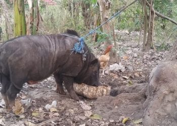 Di Nusa Penida, Babi Jantan Disebut “Raden” | Apakah Ini Kasus Arbitrer?