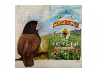 Manfaat Tersembunyi Hama Burung