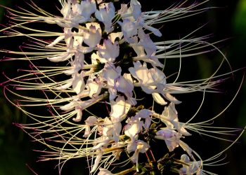 Menyirami Bunga Dalam Tubuh Diri