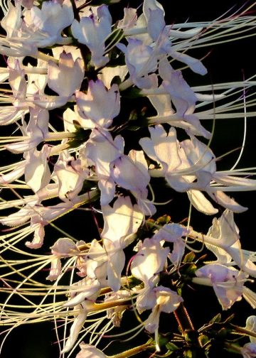 Menyirami Bunga Dalam Tubuh Diri