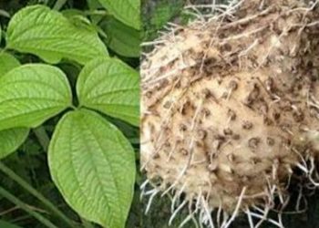 “Gumi Arig”, Gadung Menjadi Aternatif Survive di Nusa Penida