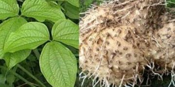 “Gumi Arig”, Gadung Menjadi Aternatif Survive di Nusa Penida