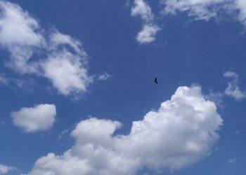 It’s A Bird, It’s A Plane, No It’s Resilience