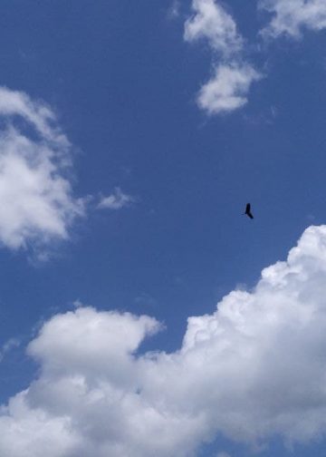 It’s A Bird, It’s A Plane, No It’s Resilience