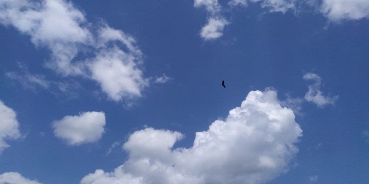 It’s A Bird, It’s A Plane, No It’s Resilience