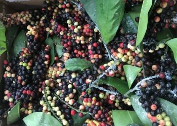 “Selem-selem Buah Boni”, Eh, Bisa Tingkatkan Imun di Masa Pandemi