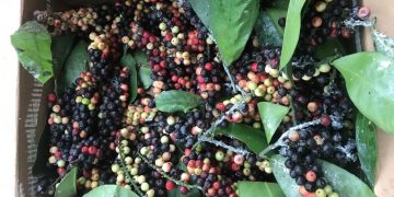 “Selem-selem Buah Boni”, Eh, Bisa Tingkatkan Imun di Masa Pandemi