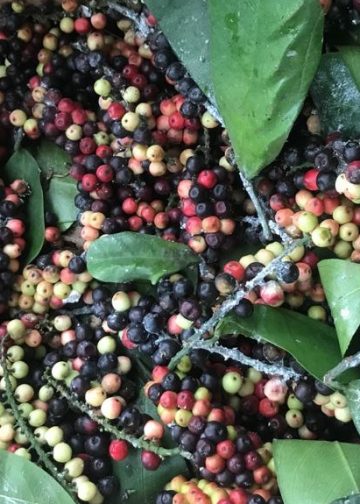 “Selem-selem Buah Boni”, Eh, Bisa Tingkatkan Imun di Masa Pandemi