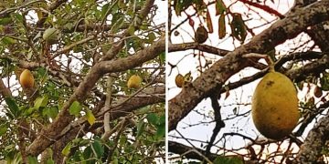 Buah bila di Nusa Penida