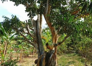 Istimewanya Pohon Bunut di Nusa Penida: Jadi Benteng Pakan Sapi, Peneduh, Lumbung Hidup, juga Ruang Sosial
