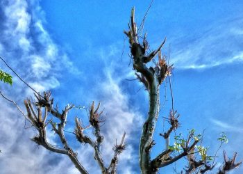 Puisi-puisi Angga Wijaya | Mengirim Suara Ibu ke Angkasa