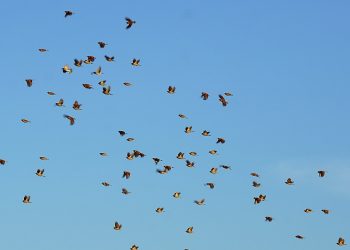 Melihat Sampradaya dan Makna di Sekitarnya