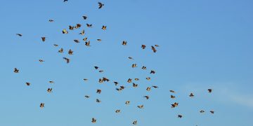 Melihat Sampradaya dan Makna di Sekitarnya