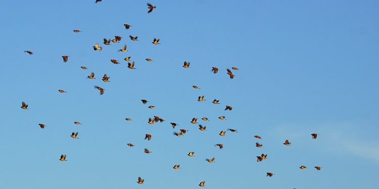 Melihat Sampradaya dan Makna di Sekitarnya