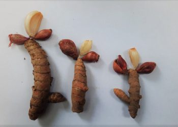 Jelajah Pemanfaatan Rempah dalam Naskah Lontar