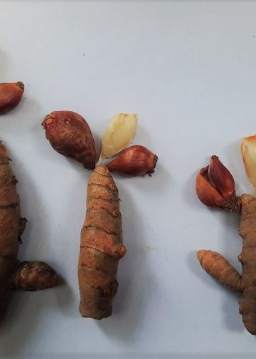 Jelajah Pemanfaatan Rempah dalam Naskah Lontar