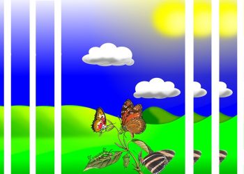 Kupa, Seekor Kupu-kupu Pemarah