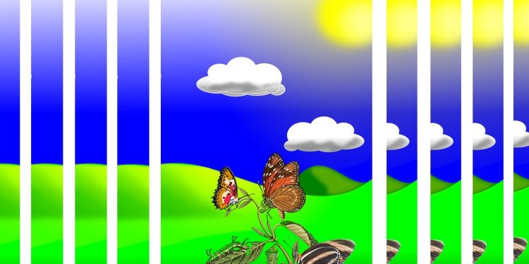 Kupa, Seekor Kupu-kupu Pemarah