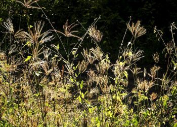 Kesemarakan Beragama dan Kebangkrutan Moralitas