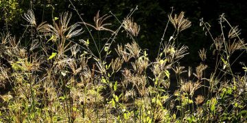 Kesemarakan Beragama dan Kebangkrutan Moralitas