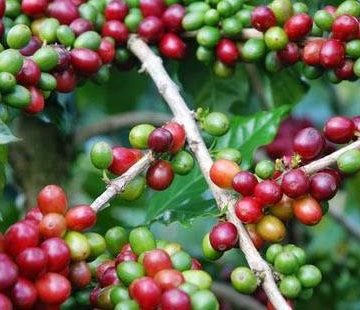 Olah Kulit Kopi Demi Industri Kopi yang Zero Waste