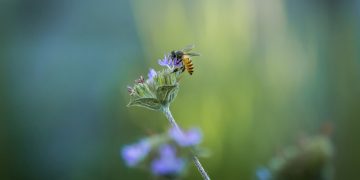 Puisi-puisi Made Adnyana Ole | Peristiwa Biasa Pada Hari-hari Bahagia