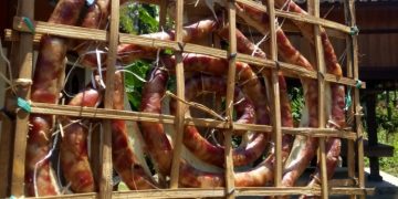 “Urutan Galungan” Juga Layak Ditetapkan Jadi Warisan Budaya Tak Benda, Seperti Babi Guling