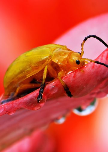 “Smartphone” Juga Bisa Hasilkan Foto Makro yang Menakjubkan