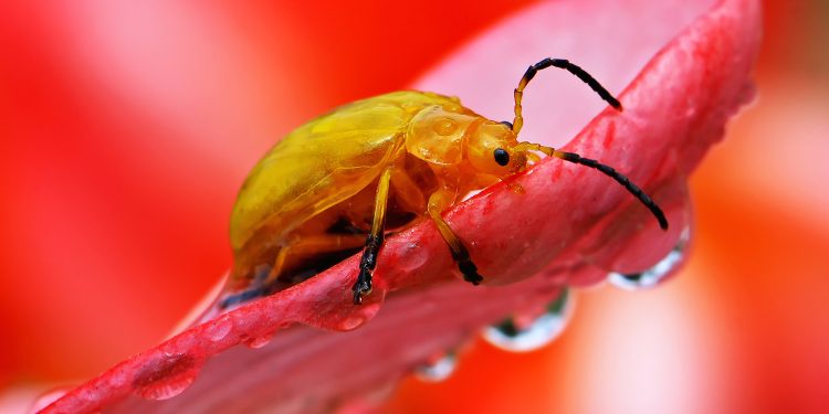 “Smartphone” Juga Bisa Hasilkan Foto Makro yang Menakjubkan