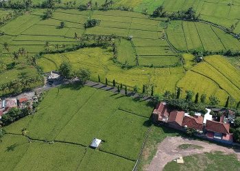 Melindungi Lahan Pertanian, Menyelamatkan Perekonomian