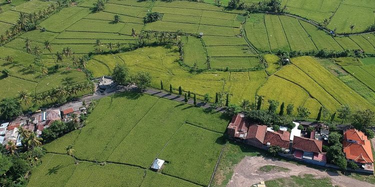 Melindungi Lahan Pertanian, Menyelamatkan Perekonomian