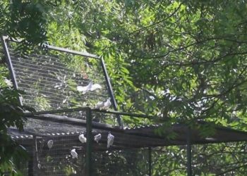 Dengan Sinergi “Ex Situ Link to In Situ”, TNBB Sukses Lepasliarkan Burung Curik Bali