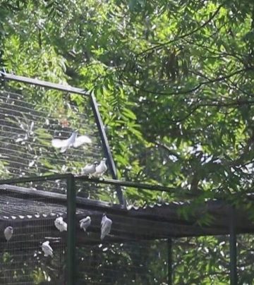 Dengan Sinergi “Ex Situ Link to In Situ”, TNBB Sukses Lepasliarkan Burung Curik Bali