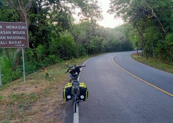 Dikuntit Lelaki Kekar Bertato di Hutan Taman Nasional Bali Barat