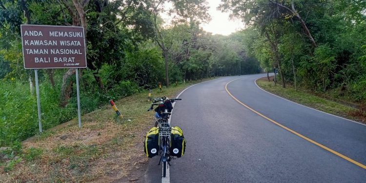 Dikuntit Lelaki Kekar Bertato di Hutan Taman Nasional Bali Barat